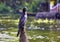 Little cormorant, a species of Cormorants bird sitting in the backwaters canal of Alleppey