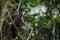 Little Cormorant on tree
