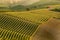 Little country road amidst combed rows of grapevine in barolo italy, beautyful vineyards