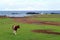 Little cow relaxing at the seaside grass field of Easter island, Chile, South America