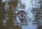 The little  coypu  nutria  swims in a pond