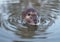 The little  coypu  nutria  swims in a pond