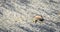Little crab carries his shell in hot sand along coastal water.