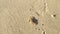 Little crab crawling along the sandy beach