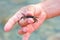 Little crab in the men\'s fingers