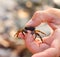 Little crab in the men\'s fingers