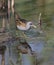 Little Crake