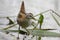 Little Crake (Porzana parva).