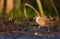 Little Crake - Porzana parva - female