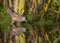 Little Crake - Porzana parva - male