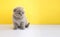 A little creamy Scottish kitten looks away on a yellow background. Animal models. Place for text. Greeting card with a cat. Banner