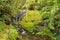 A little creek in the New Zealand forest, trickling over mossy rock ledges