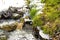 Little creek in winter with ice and green plants