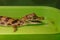 The little crocodile cub smiles in the water. Portrait - closeup