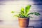 Little Crocodile fern, Microsorum musifolium Crocodyllus, in container on table .Green Indoor house plant in pot on table , home