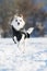 Little cross breed dog in winter landscape