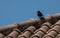 Little crow eating on a roof