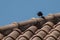 Little crow eating on a roof