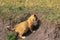 Little cub explores the savannah. Masai Mara, Kenya