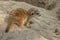 The little cub meerkat Suricata suricatta sits on a rock. The meerkat is a small mongoose, member of the genus Suricata. Its