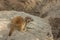 The little cub meerkat Suricata suricatta sits on a rock. The meerkat is a small mongoose, member of the genus Suricata. Its