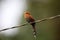 Little cuckoo (Coccycua minuta) in Equador