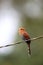 Little cuckoo (Coccycua minuta) in Equador