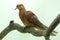 A little cuckoo-dove was perched on a dry tree branch.