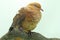 A little cuckoo-dove was perched on a dry tree branch.