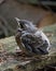 Little cuckoo`s nestling loking up