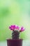 Little cuctus pot plant with blooming flower on wood table with blur green background