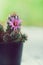 Little cuctus pot plant with blooming flower on wood table with blur green background