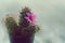 Little cuctus pot plant with blooming flower on wood table with blur green garden background