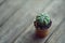 Little cuctus pot plant with blooming flower on wood table with blur green garden background