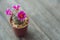 Little cuctus pot plant with blooming flower on wood table with blur green garden background