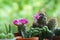 Little cuctus pot plant with blooming flower on wood table with blur green garden background