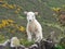 Little cuddly lamb, countryside south england