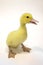 Little curious duckling stands on a white background..