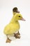 Little curious duckling stands on a white background..