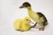 Little curious duckling stands on a white background..