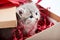 Little curious grey fluffy kitten looking from decorated cardboard birthday box being cute present for special occasion