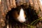 Little curious guinea pig eating parsley leaves