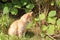 Little curious red kitten sniffing a twig