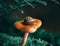 A little curious snail on an orange chanterelle mushroom in the moss. Magical forest. Macro close-up, green blurred background. 