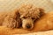 Little curly apricot poodle sleeping on a pillow on a bed