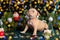 Little cute American Bully puppy looking at a Christmas tree decorated with toys, snowflakes, cones and angels