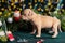 Little cute American Bully puppy looking at a Christmas tree decorated with toys, snowflakes, cones and angels