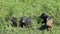 Little cute baby pigs playing feeding, grass farm