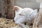 Little cute beautiful chickens lie under their mother`s chicken