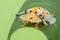 Little Cute beautiful clear shell Tortoise Beetles